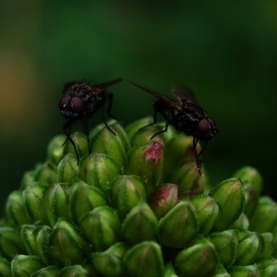 Macro