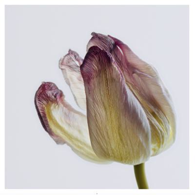 Tulp