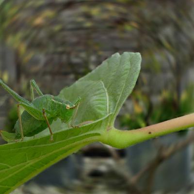 Gerard Een Kleur Diverse Tinten 01a