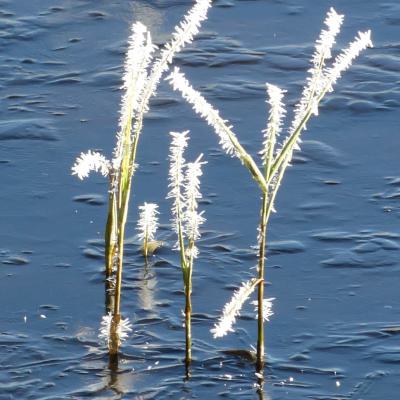 Gerard Natuurgebied De Kampen Heemskerk