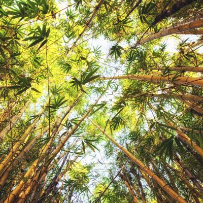 Bamboo Growth Look From Below