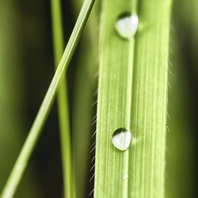 Dew Drops On Blade Of Grass