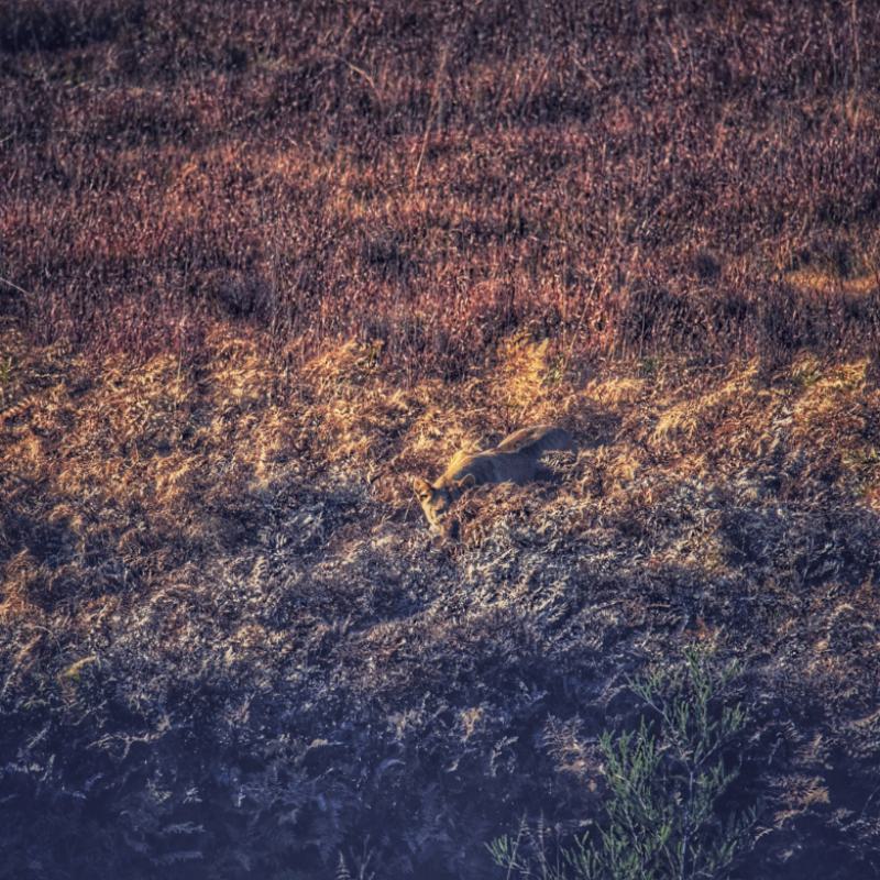 Lioness Prowling In Tall Grass