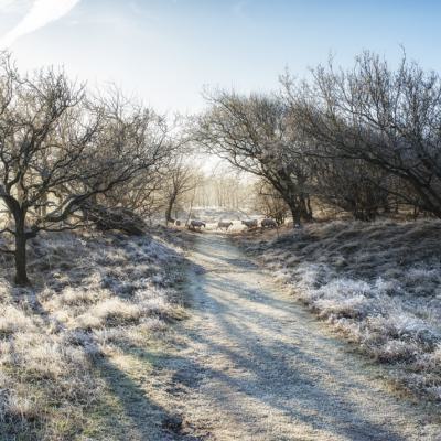 Winter At The Dutch Nature Dune Reserve North Holland Netherlands