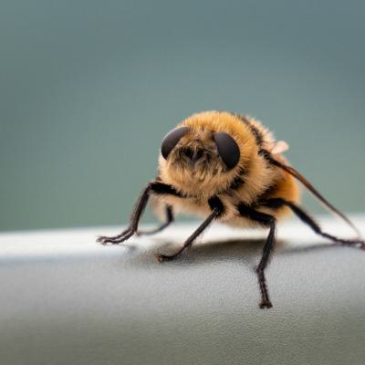 Macro Hommel
