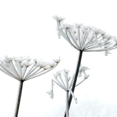 Marjon Bevroren Bloemen 