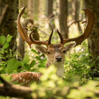 Natuur Hert In Het Bos