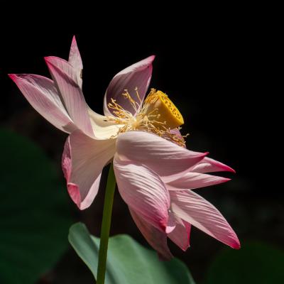 Natuurfotografie Lotusbloem 1 Van 1