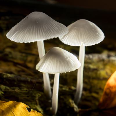 Profielfoto Natuur Paddenstoel 1 Van 1