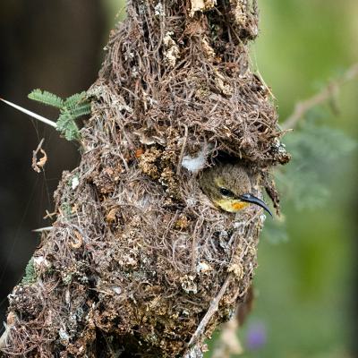 Beautiful Sunbird Kuiken