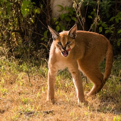 Caracal