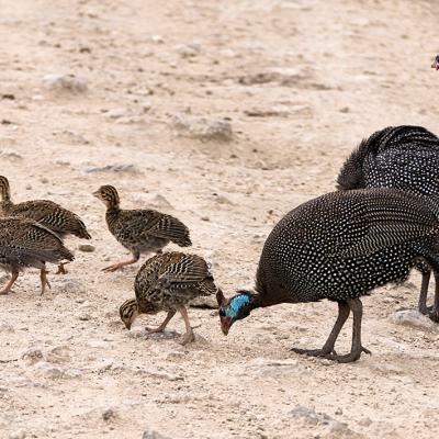 Guinifowls