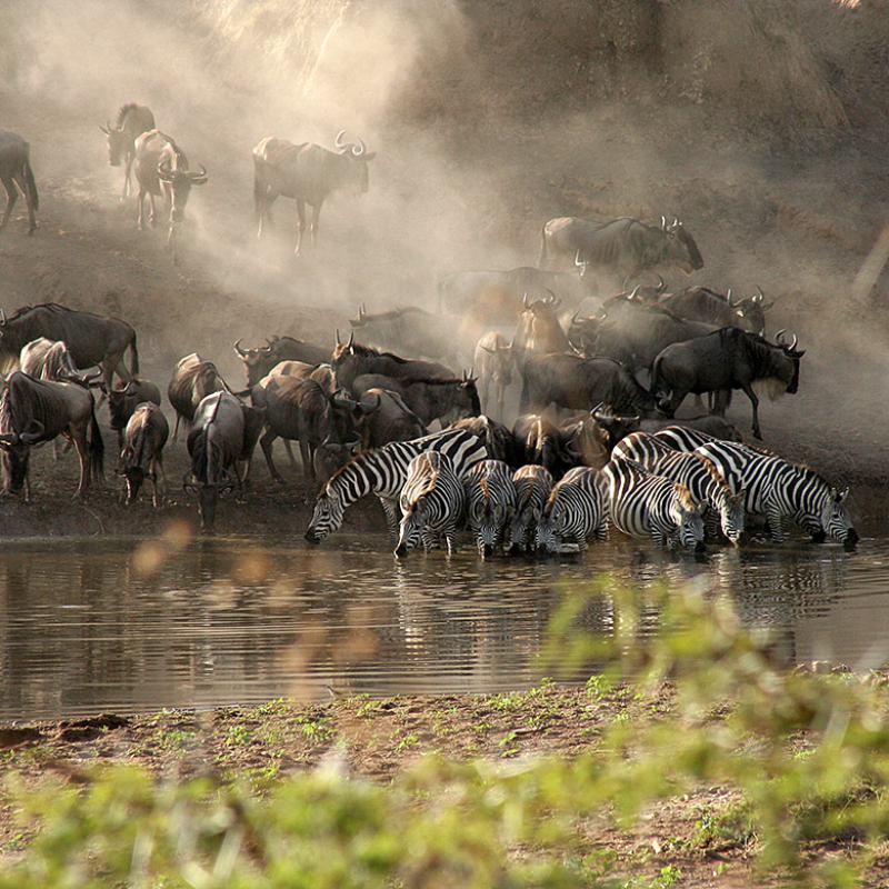 Mara River