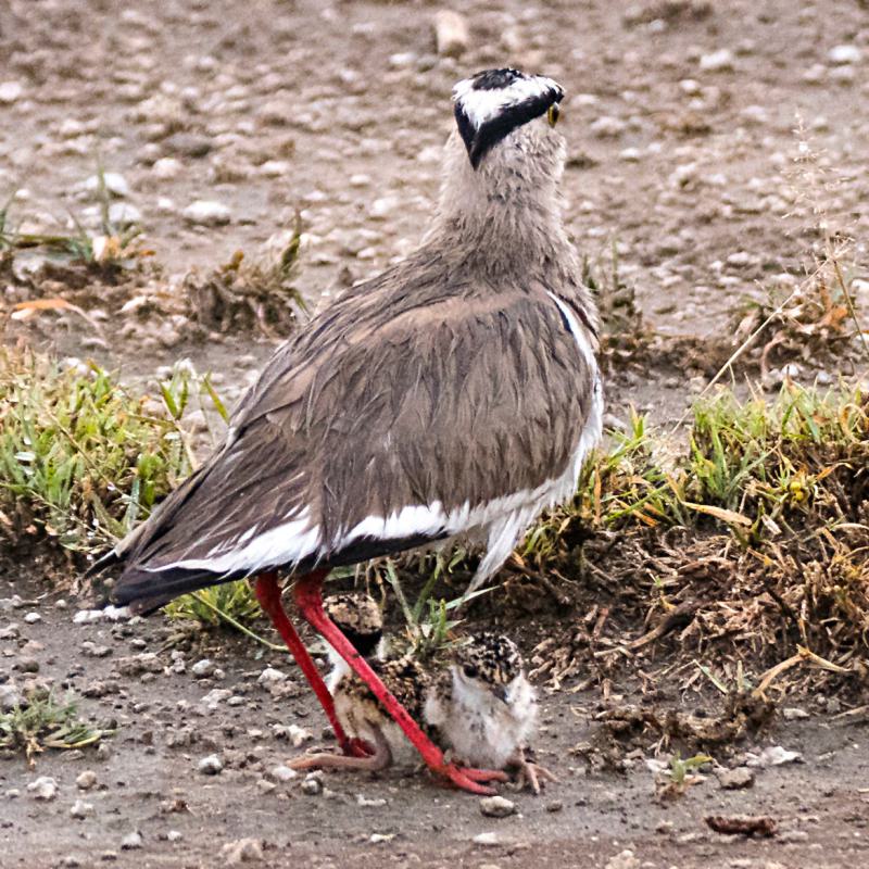 Verregende Lapwing Kuikens
